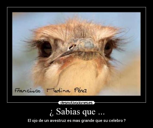 carteles avestruz desmotivaciones