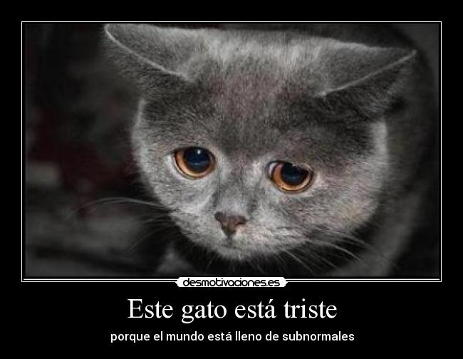 carteles minino desmotivaciones