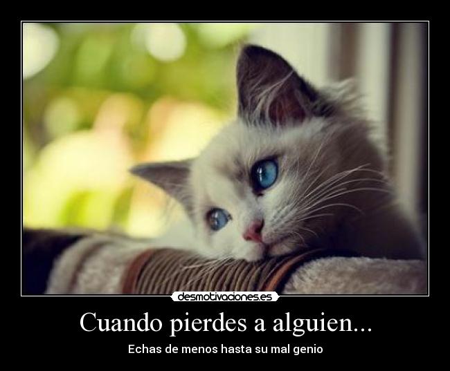 Cuando pierdes a alguien... - Echas de menos hasta su mal genio