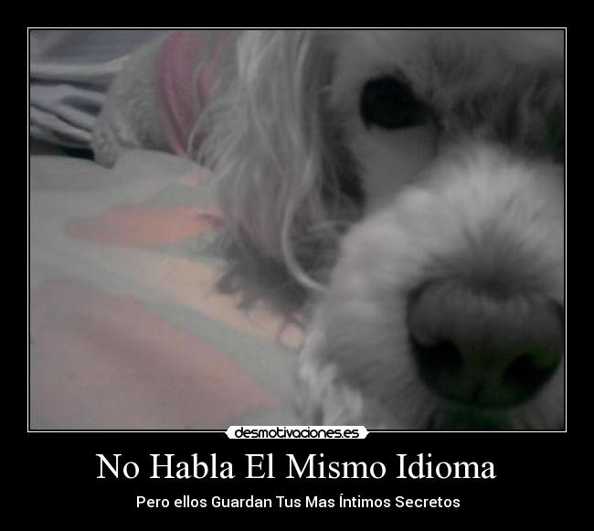 carteles idioma paola desmotivaciones