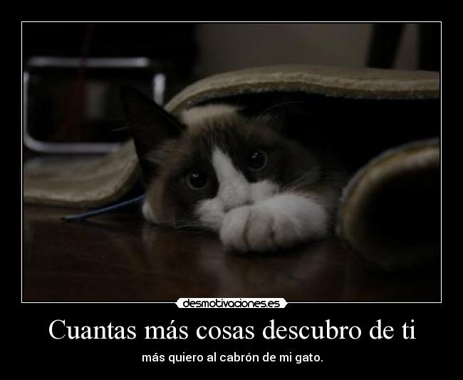 Cuantas más cosas descubro de ti - más quiero al cabrón de mi gato.