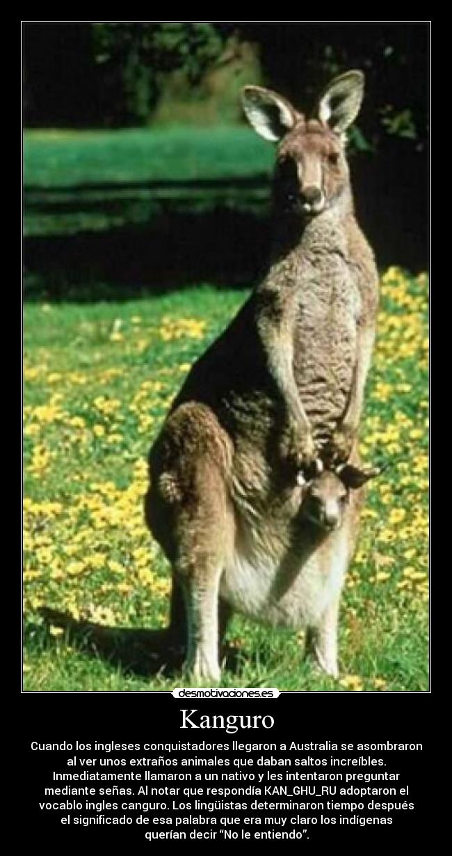 Kanguro - Cuando los ingleses conquistadores llegaron a Australia se asombraron
al ver unos extraños animales que daban saltos increíbles.
Inmediatamente llamaron a un nativo y les intentaron preguntar
mediante señas. Al notar que respondía KAN_GHU_RU adoptaron el
vocablo ingles canguro. Los lingüistas determinaron tiempo después
el significado de esa palabra que era muy claro los indígenas
querían decir “No le entiendo”.