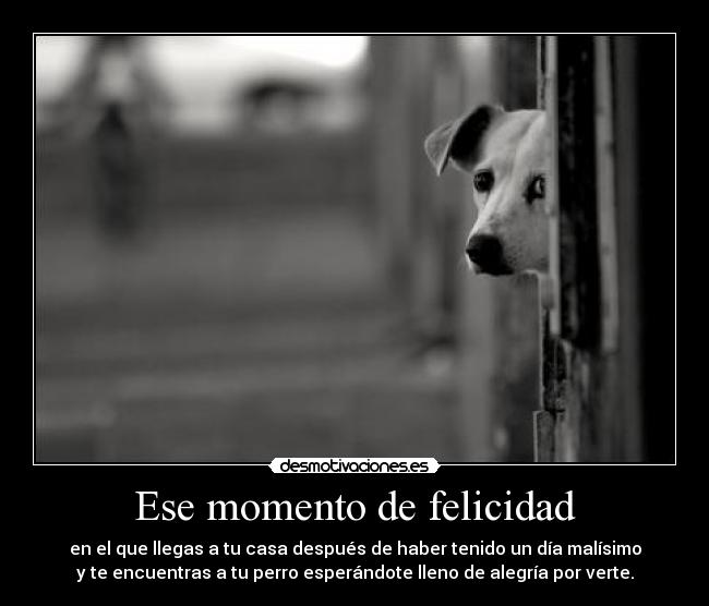Ese momento de felicidad - en el que llegas a tu casa después de haber tenido un día malísimo
y te encuentras a tu perro esperándote lleno de alegría por verte.