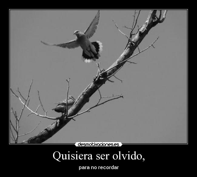 Quisiera ser olvido, - para no recordar