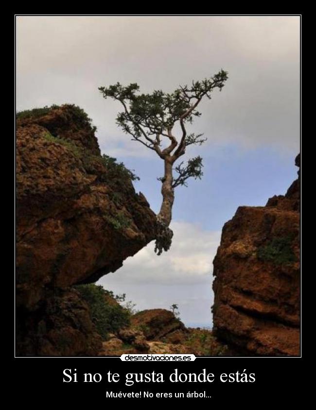 Si no te gusta donde estás - Muévete! No eres un árbol...