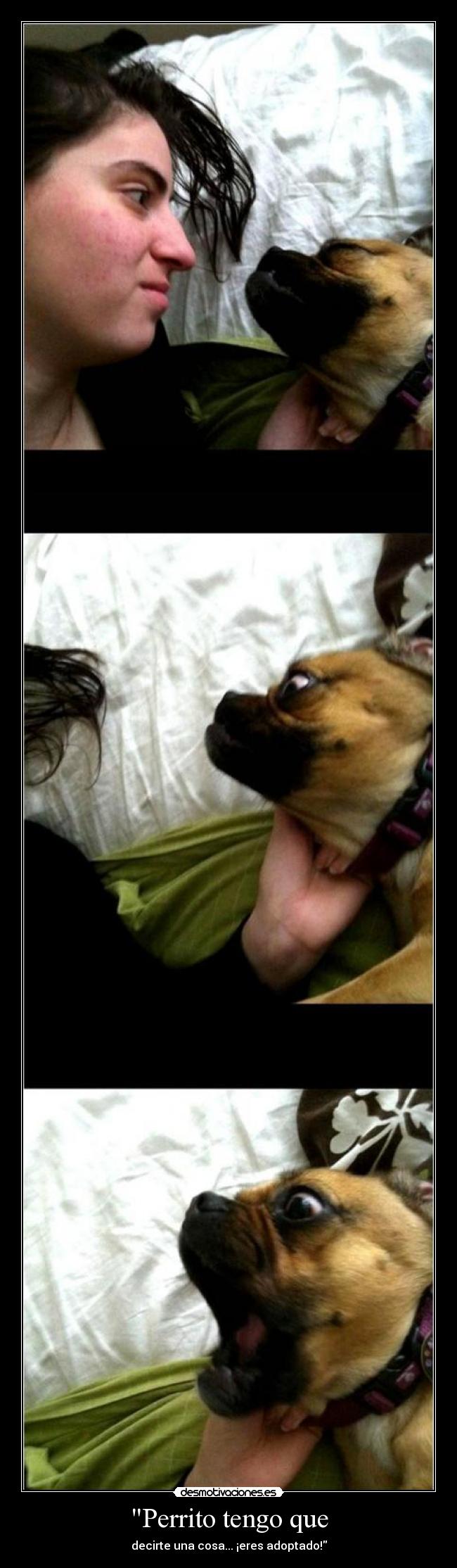 Perrito tengo que - decirte una cosa... ¡eres adoptado!