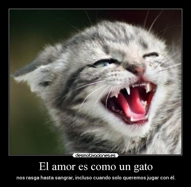 El amor es como un gato - nos rasga hasta sangrar, incluso cuando solo queremos jugar con él.