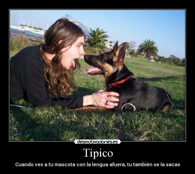 carteles tipico ver mascota lengua afuera sacas desmotivaciones