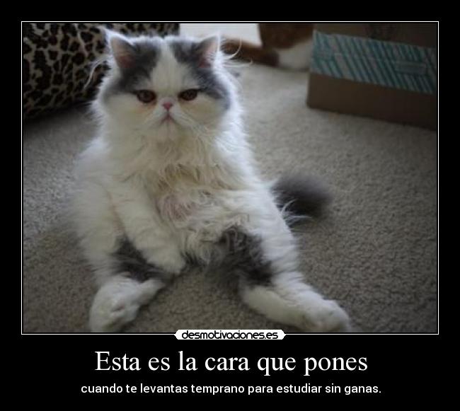 Esta es la cara que pones - cuando te levantas temprano para estudiar sin ganas.
