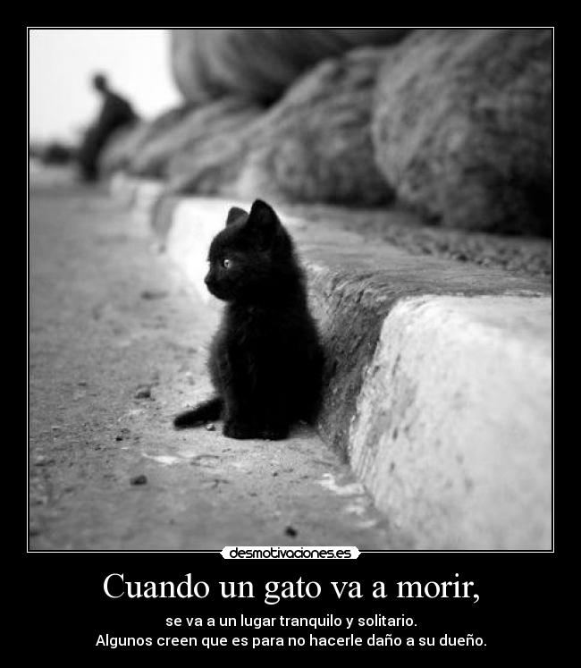 Cuando un gato va a morir, - se va a un lugar tranquilo y solitario.
Algunos creen que es para no hacerle daño a su dueño.