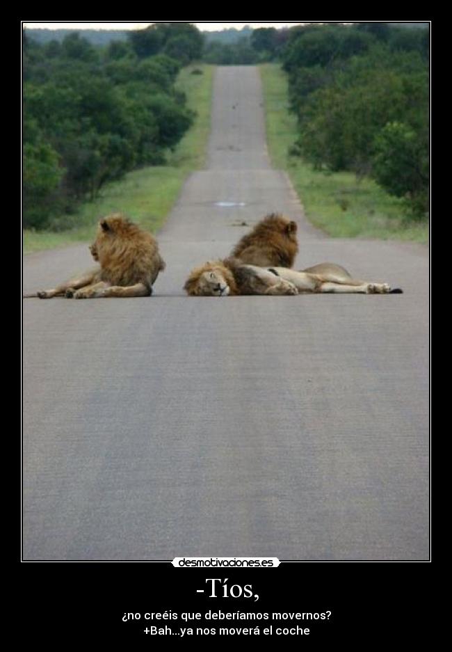 carteles atropellos lol desmotivaciones