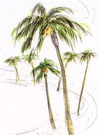 Illustration of palm trees from the book's endpapers by June Felter