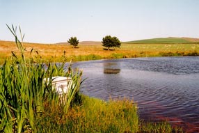 Garden Pond