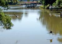 herons