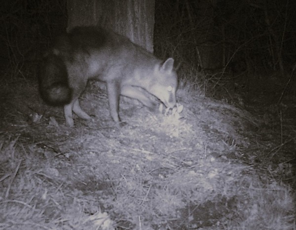 Les chiens aboient, le renard passe