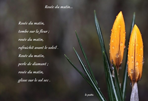 Rosée ...