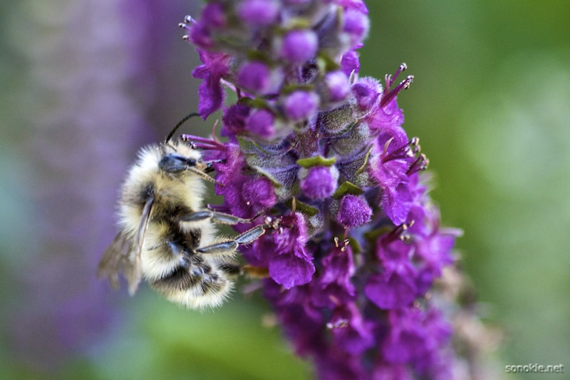 fuzzy bee