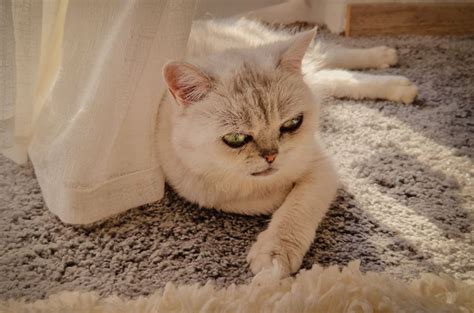 7 British Shorthair Breeders - Only The Best For You