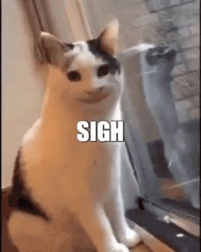 Cat Meme Cat Sigh GIF - CatMeme CatSigh MemeCat - Discover & Share GIFs