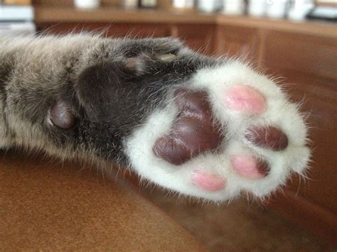 Kitty cat feet are so sweet...Neapolitan ice cream colors | Old cats ...