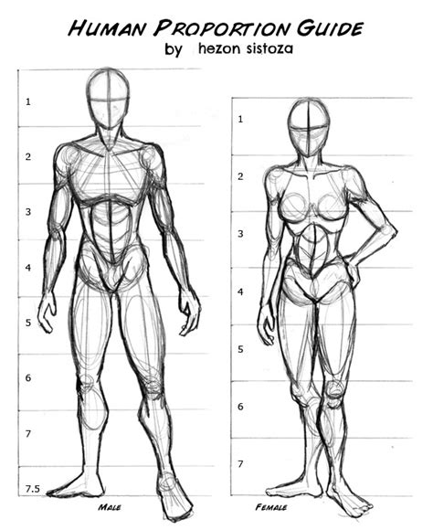 inspired creations.: body proportions Body Proportion Drawing, Human Body Drawing, Human Anatomy ...