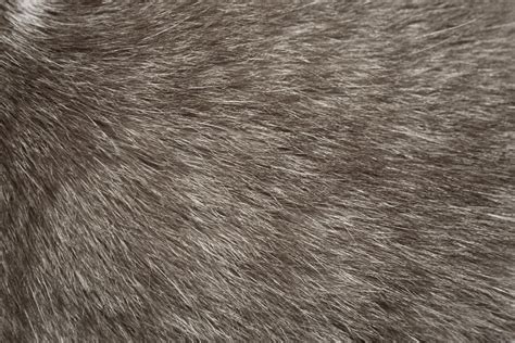 Gray Cat Fur Texture – Photos Public Domain