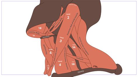 Jugular Lymph Nodes