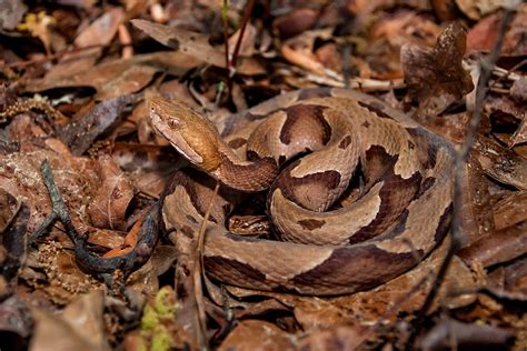 The Southern Copperhead Snake: Everything You Need to Know - World ...