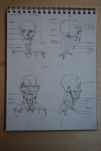 eLIZabeth Floyd Studio: Anatomy Drawings: the skull and its muscles