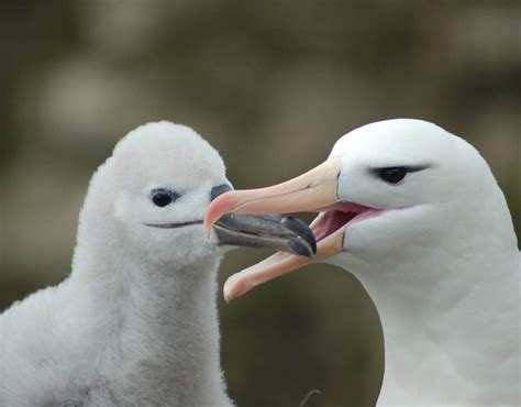 Black-browed Albatross - Falklands Conservation