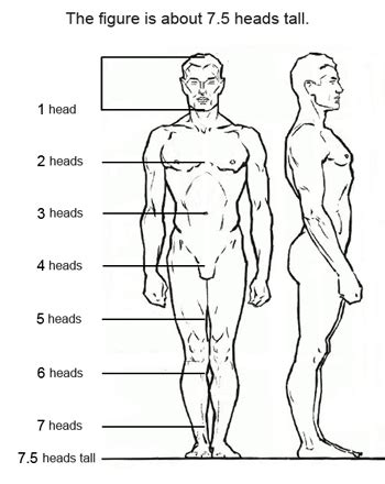 7 Figure Drawing Proportions to Know