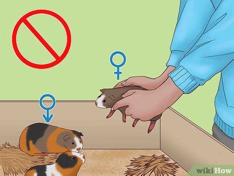 How to Care for a Pregnant Guinea Pig (with Pictures) - wikiHow