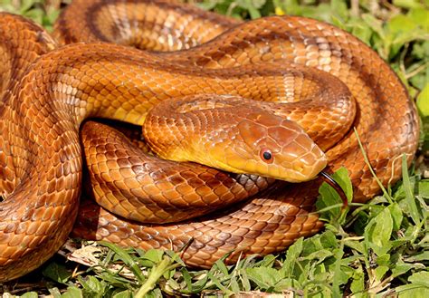 identifying baby snakes in florida - Refugio Jewell