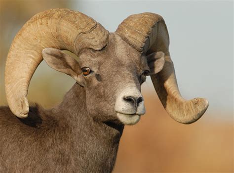 Bighorn Sheep - Arizona Game & Fish Department