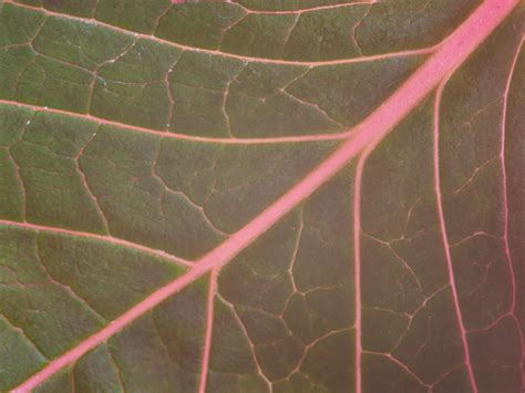 Leaf Texture Closeup Royalty Free Photo