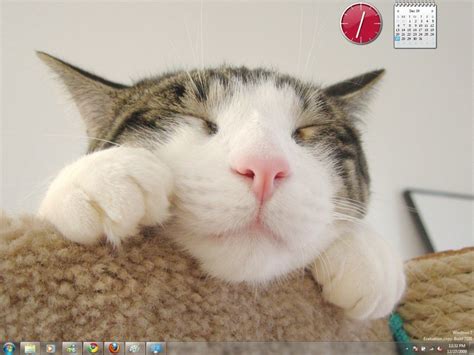 🔥 [50+] Windows 7 Wallpapers Cats | WallpaperSafari