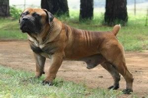 6 Best Boerboel Breeders in California! (2024) - Breeder Best