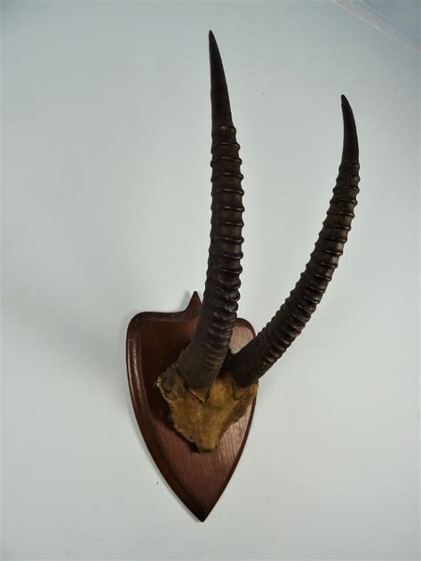 Antique Taxidermy Sable Antelope Horns