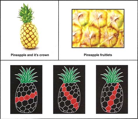 Andrew M. Cox: The Pineapple Theorem