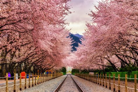 From Chiang Mai to Vancouver: Where to find cherry blossoms outside of ...