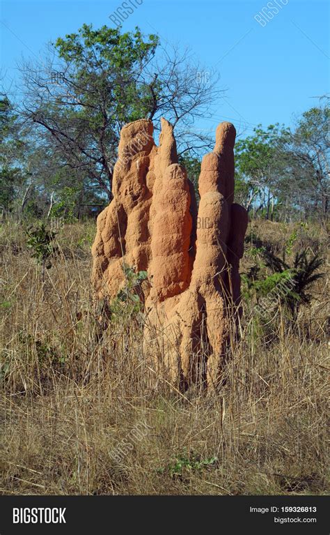 Termite Hill Outback Image & Photo (Free Trial) | Bigstock