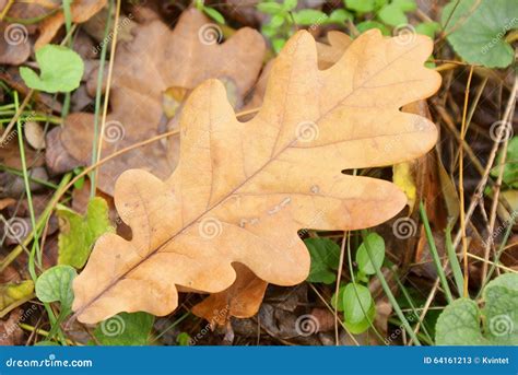 Autumn Oak Leaf Closeup in the Wild Stock Image - Image of autumn, reddish: 64161213