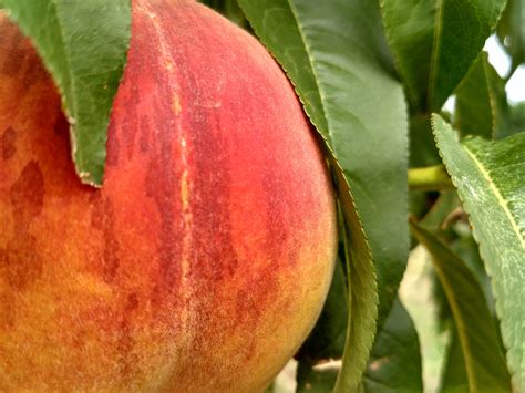 How to Grow a Dwarf Peach Tree in Any Space - Garden and Happy