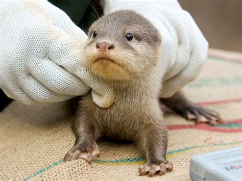 Image Gallery: Otter Pups Get a Checkup | Live Science