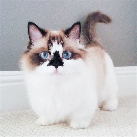 Meet Albert, The Cutest Munchkin Cat With Unique “Skull” Nose And ...