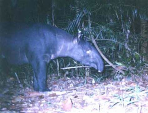 Malayan Tapir - World Tapir Day