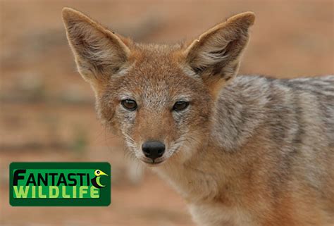 Black-Backed Jackal | About and Facts - Fantastic Wildlife