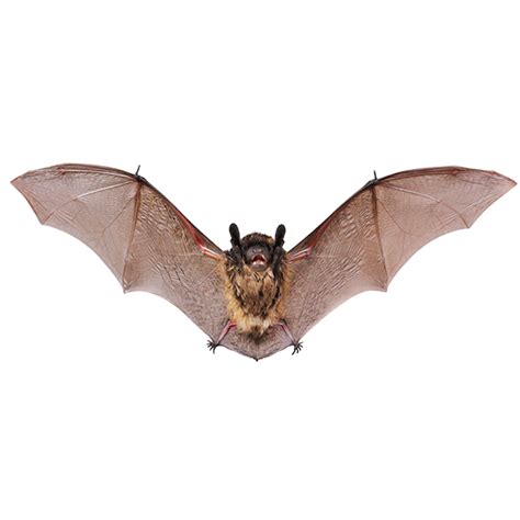 Little Brown Bat Identification, Habitat & Behavior | Florida Pest Control