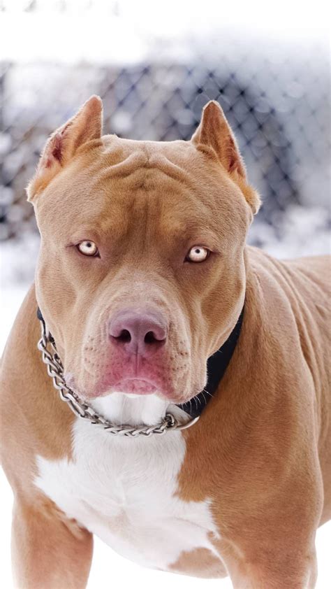 Red Nose American Pitbull Terrier Wallpapers - Wallpaper Cave