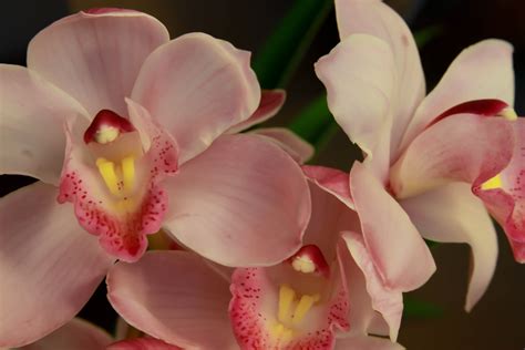 Pink Orchid | Pics4Learning